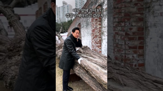'통곡의 미루나무'에 깃든 희생 정신, 잊지 않겠습니다 #미루나무 #메타버스